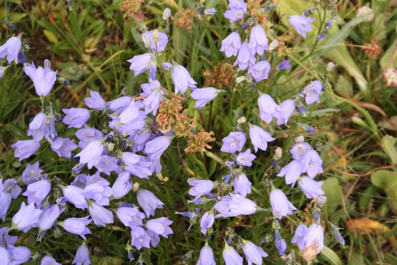Trip (214).JPG - Wildflowers outside of Bear Lake Lodge, Wyoming